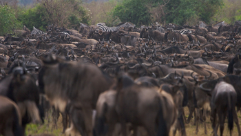 Serian Camps: Gnuherde