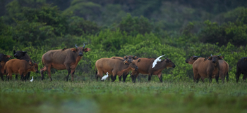 Sette Cama Eco Camp: Forerst Buffalo