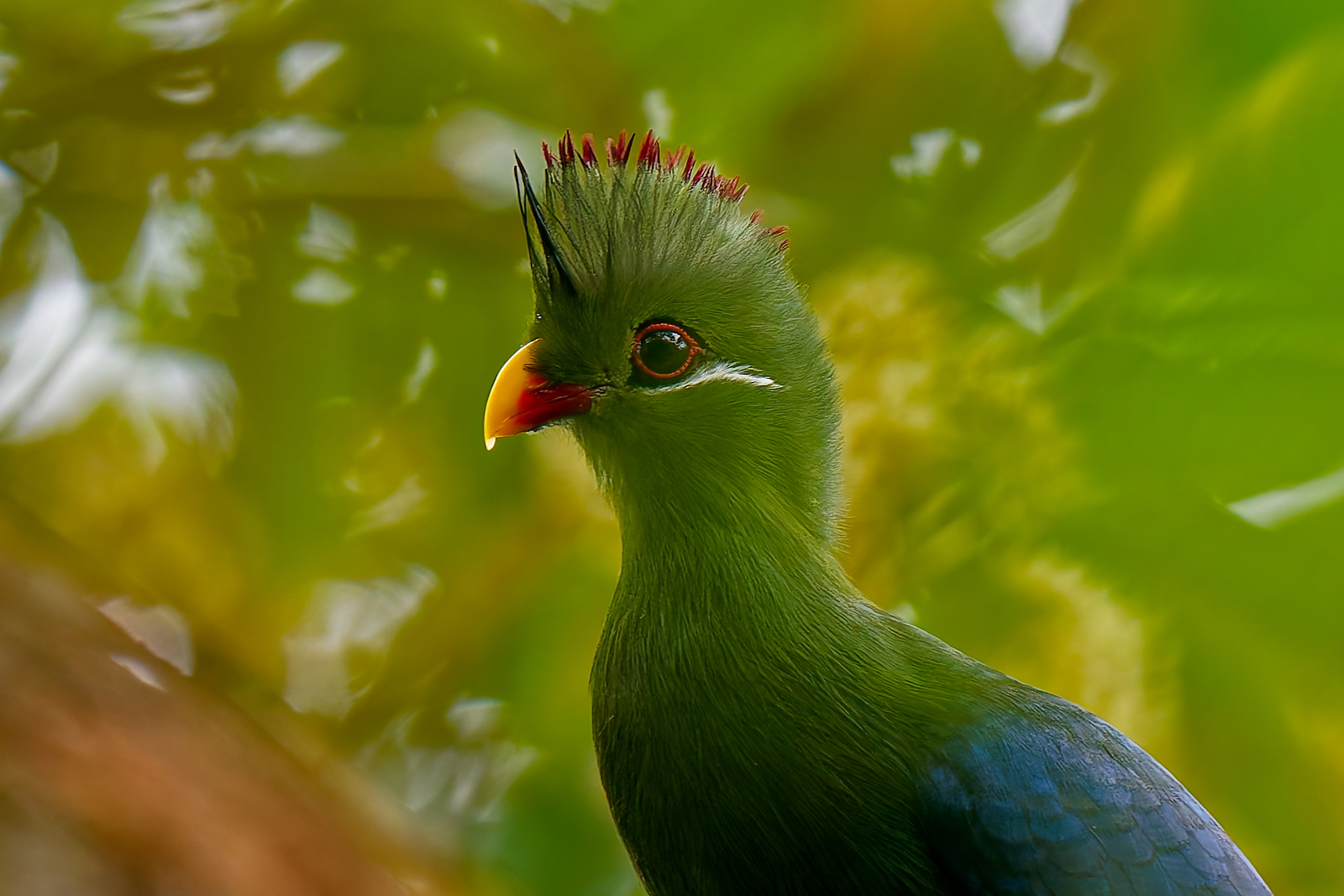 Sette Cama Eco Camp Sette Cama Eco Camp: Yellow Billed Turaco