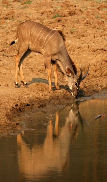 Shenton Safaris Shenton Safaris: Wild Dog Lagoon Hide
