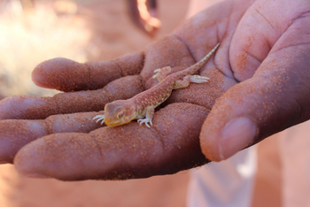 Sossusvlei Lodge: Elim Dune Walk
