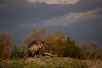 Sungani Lodge Sungani Lodge: Löwe