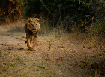 Sungani Lodge Sungani Lodge: Löwe