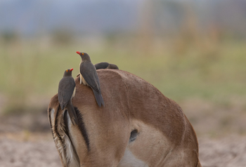 Sungani Lodge: Oxpecker und Impala