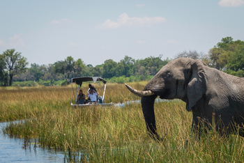 Vumbura Plains Camp: Elefant im tiefen Wasser