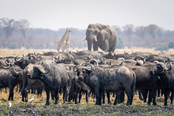 Wilderness Mokete Camp: Büffel, Giraffen, Elefant