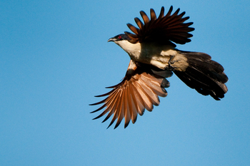 Abu Camp Abu Camp: Coppery-tailed Coucal