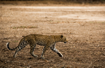 Amanzi Camp: Leopard