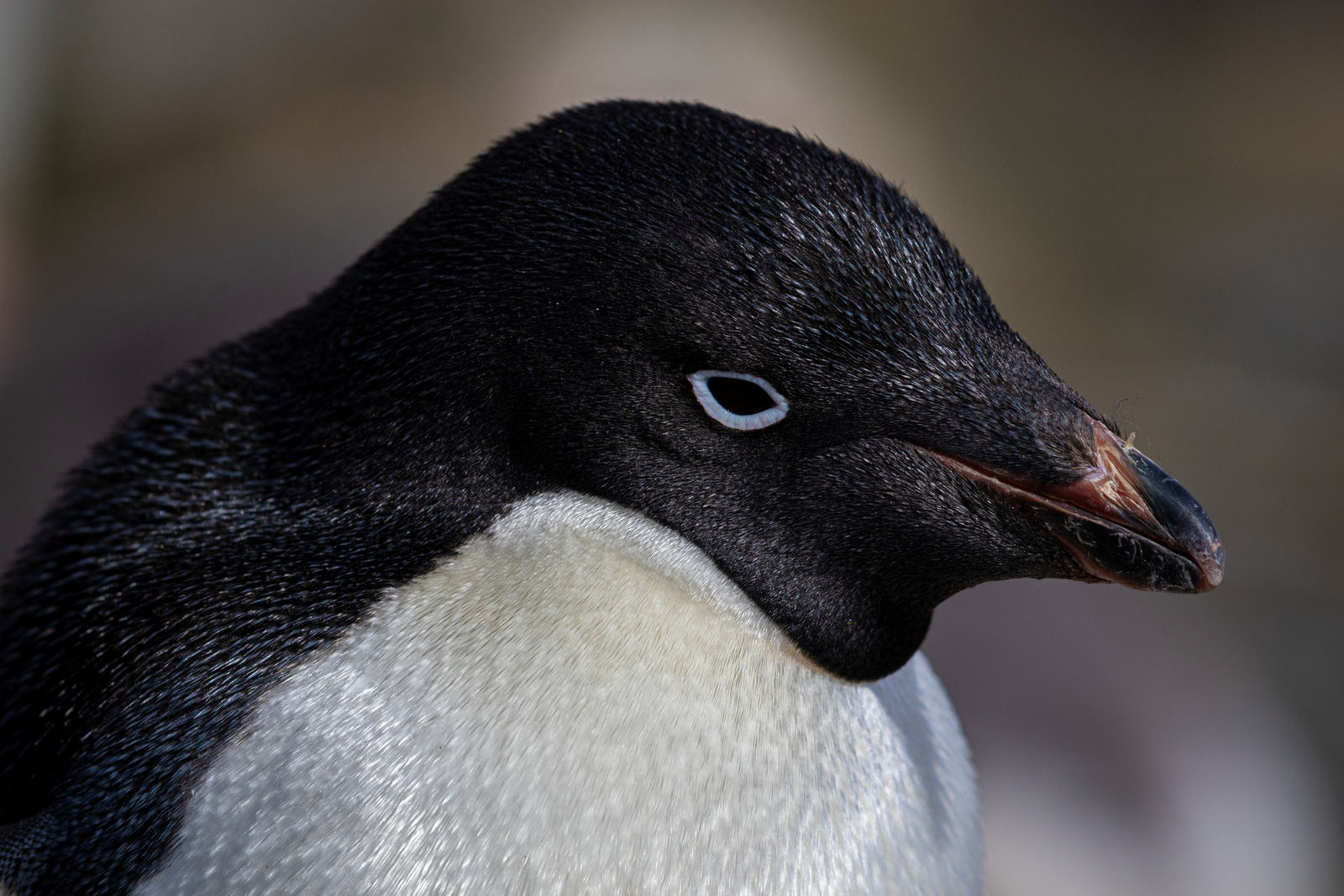 Antarctica21 Tiere Antarctica21 Tiere