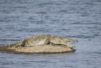 Bera Safari Lodge: Sumpfkrokodil
