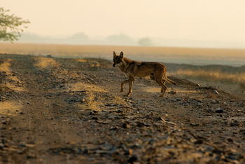Blackbuck Safari Lodge: Indischer Wolf