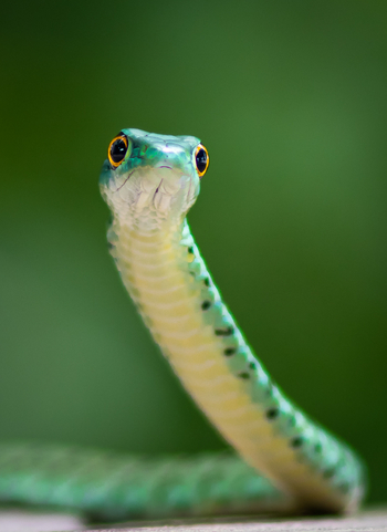 Bushcamp Company: Boomslang