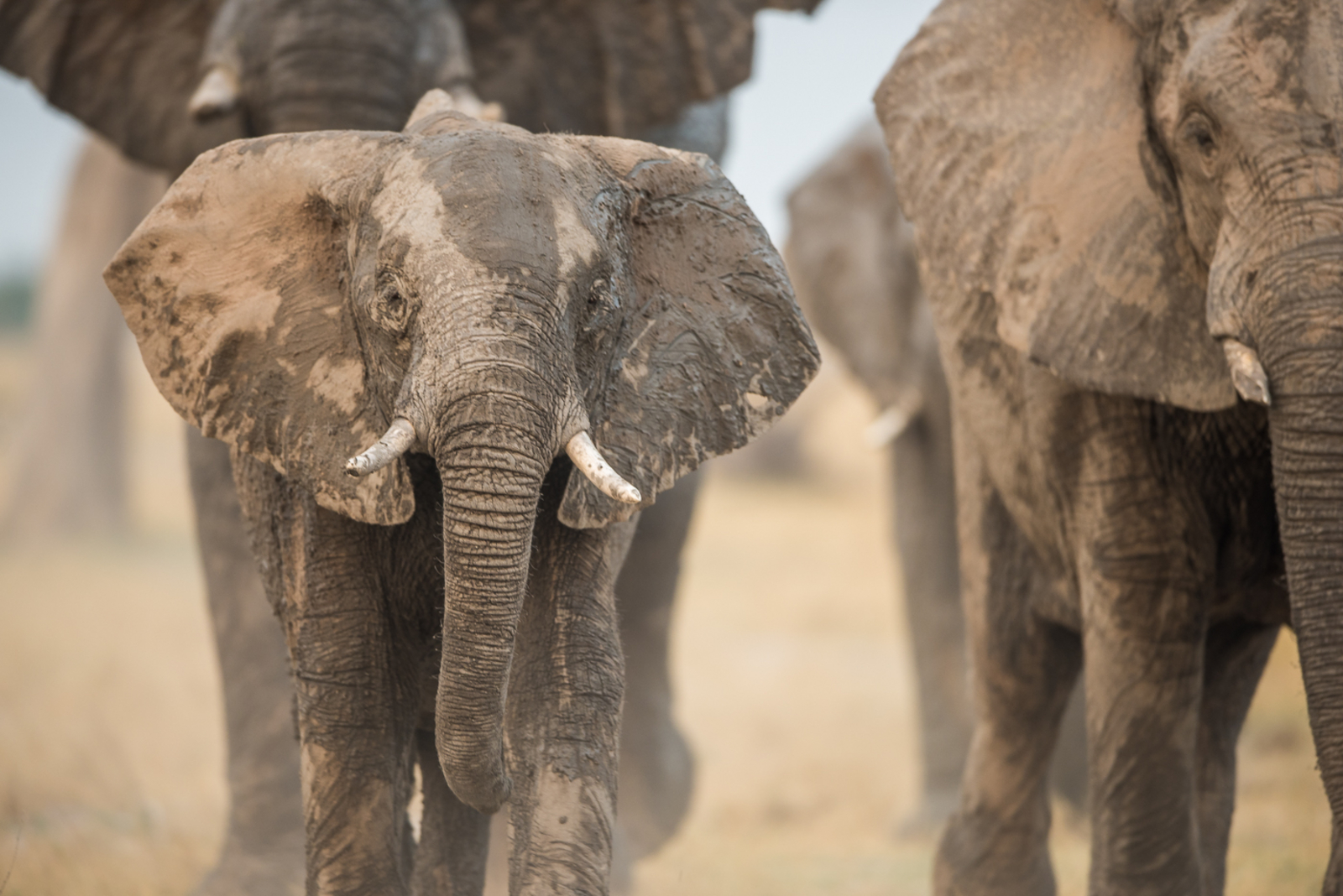 Camp Linyanti Camp Linyanti: Elefanten