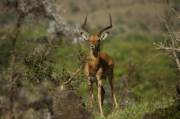 Campi ya Kanzi: Impala