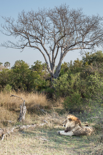 Chief's Island: Löwe im Gras