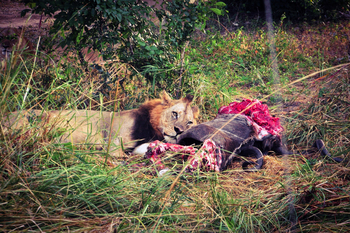 Chikunto Safari Lodge Chikunto Safari Lodge: Löwe am Riss