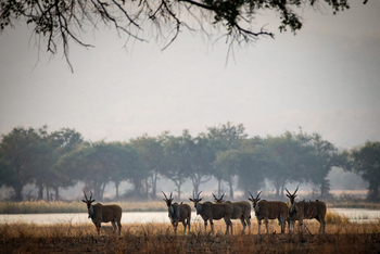 Chikwenya Camp Chikwenya Camp: Elenantilopen vor einer Lagune
