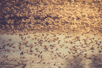 Etosha National Park: Queleas