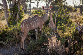 Gomoti Plains Camp: Tiere und Landschaft