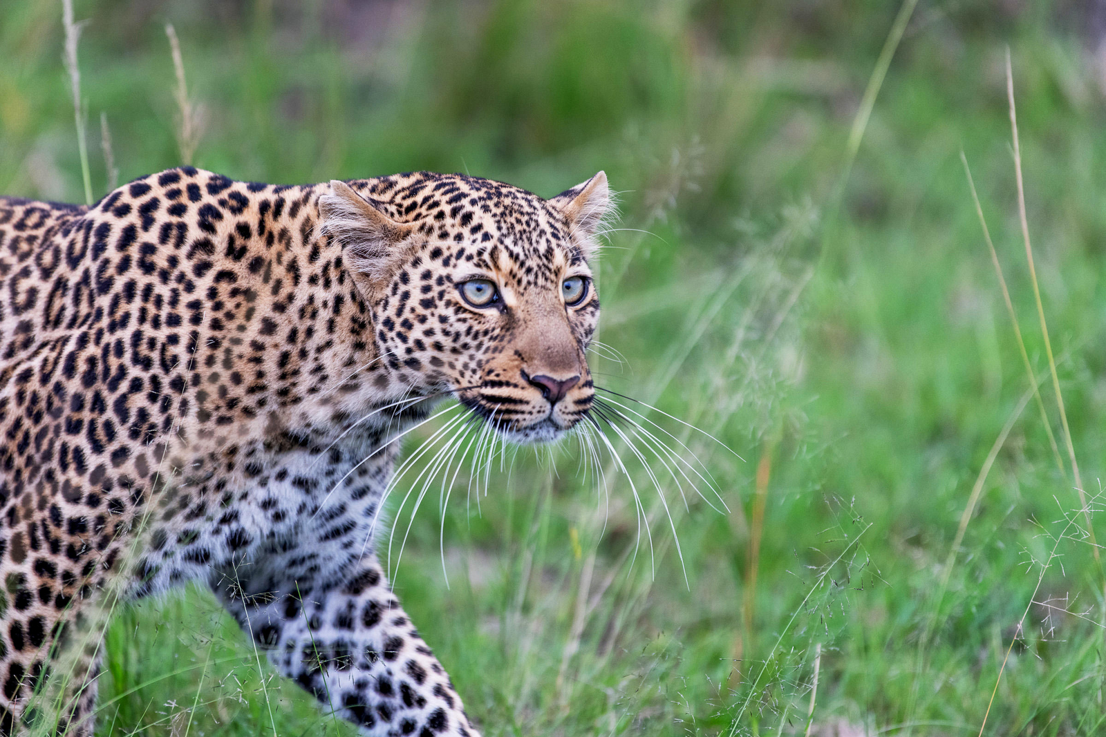 Governors' Il Moran Camp Governors' Il Moran Camp: Leopard