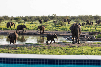 Jamala Madikwe: Elefanten bei Wasserloch am Poolrand