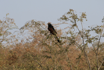 Jawai: Coucal