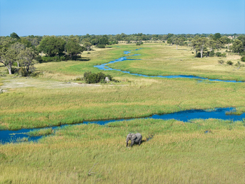 Karangoma Camp: Elefant