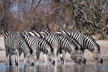King's Pool Camp King's Pool Camp: Zebras am Wasser