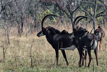 Konkamoya Lodge: Säbelantilopen