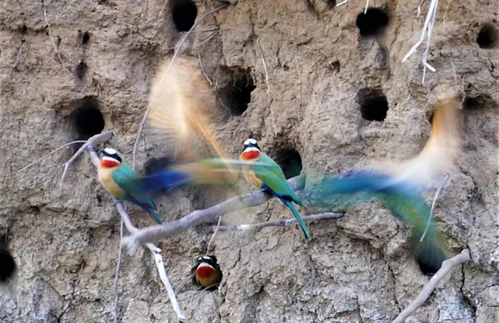 Kubu Lodge Kubu Lodge: Bienenfresser