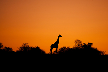 Kwandwe Private Game Reserve: Giraffen-Silhoutte