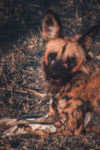 Lagoon Camp Lagoon Camp: Painted Dog
