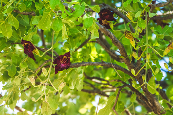 Lebala Camp Lebala Camp: Blüten im Sausage Tree