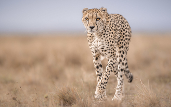 Little Governors' Camp: Cheetah Project