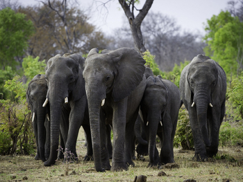 Little Makalolo Camp Little Makalolo Camp: Elefantenherde
