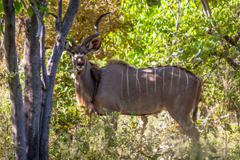 Machaba Camp: Kudubock
