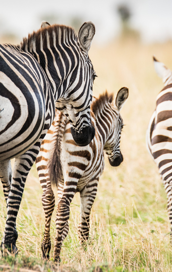 Mara River Post Mara River Post: Zebras