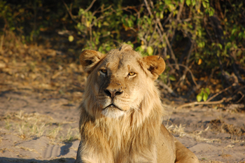 Muchenje Safari Lodge: Männlicher Löwe