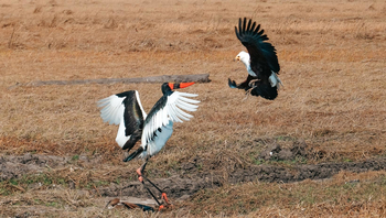 Mukambi Busanga Plains Camp: Fischadler attackiert Sattelstorch