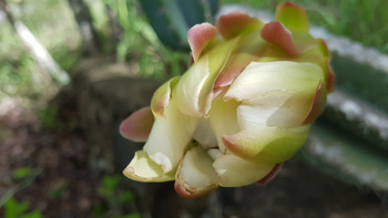 Musangano Lodge: Blüte