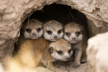 Camp Kalahari Camp Kalahari: Begegnung mit Erdmännchen