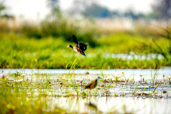 Oddballs' Enclave Camp: Zwerggans