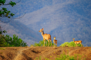 Royal Zambezi Lodge: Kudu und Impala