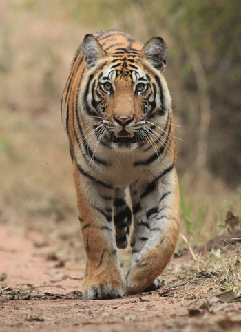 Samode Safari Lodge Samode Safari Lodge: Tigerportrait