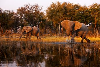 Selinda Explorers Camp Selinda Explorers Camp: Drohender Elefant