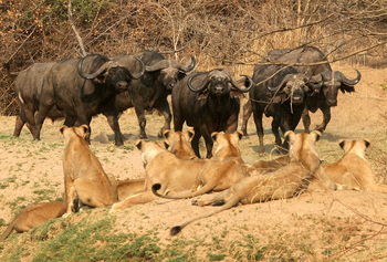 Shenton Safaris Shenton Safaris: Wild Dog Lagoon Hide
