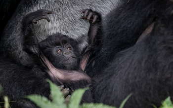 Singita Kwitonda Lodge: Gorillababy