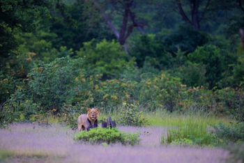 Sungani Lodge Sungani Lodge: Löwe