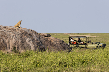 The Retreat at Namiri Plains: Löwenbegegnung
