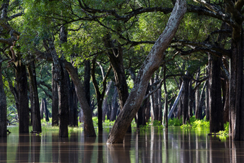 Time + Tide South Luangwa Time + Tide South Luangwa: Überfluteter Wald